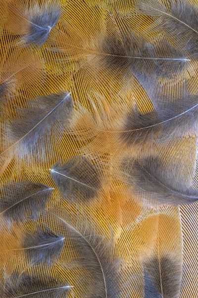 Jaynes Gallery 아티스트의 USA-Washington State-Seabeck Pattern of downy feathers작품입니다.